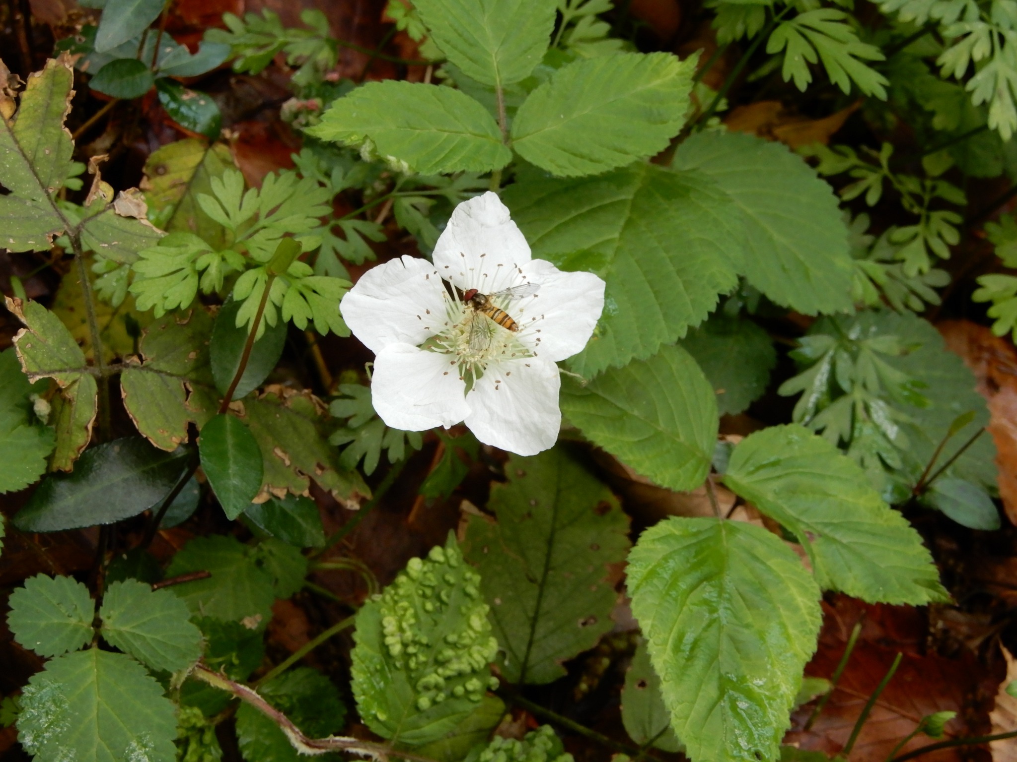 380．《クサイチゴ（草苺）》 | ニッセイ緑の財団ニュース